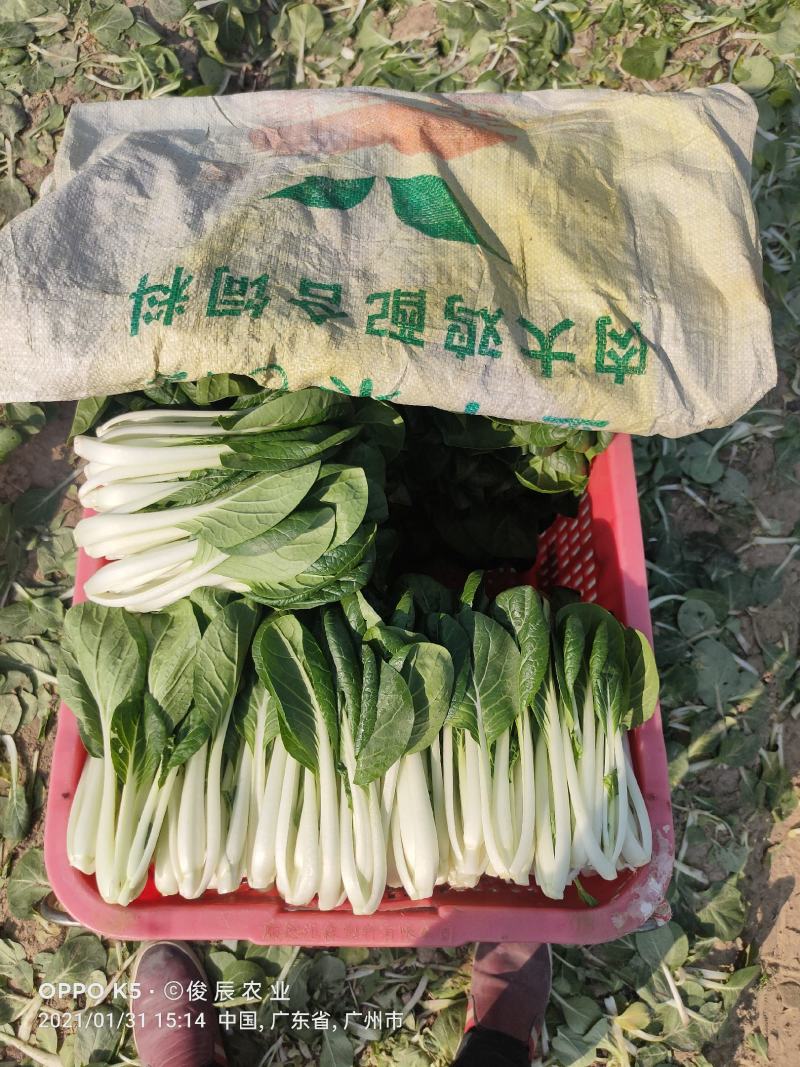 小白菜，精品广白，广东小白菜，黑叶白，好品质好市场，