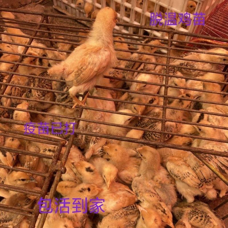 鸡苗，健康鸡苗，已打防疫，包邮到家，快速发货！