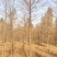 中山杉价格多少钱10公分中山杉盐城大丰中山杉