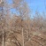 中山杉价格多少钱10公分中山杉盐城大丰中山杉
