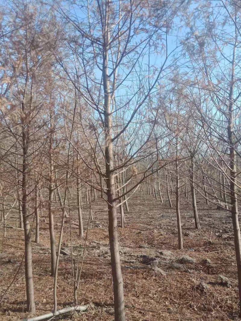 中山杉价格多少钱10公分中山杉盐城大丰中山杉