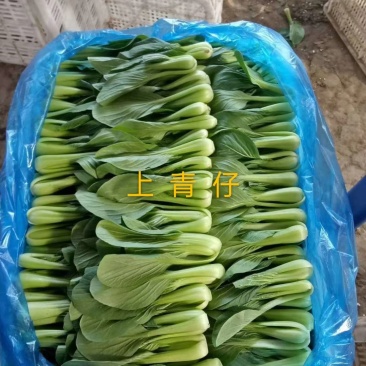 小上海青青仔16~18cm，精品小油菜值的拥有