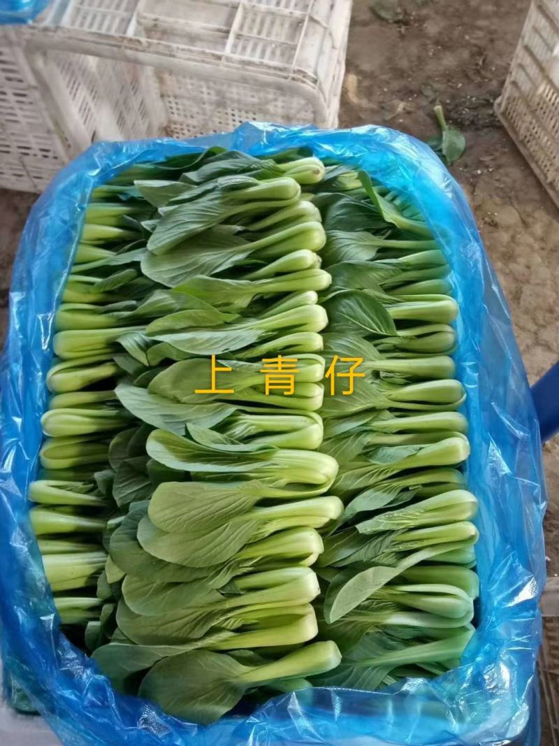 小上海青青仔16~18cm，精品小油菜值的拥有