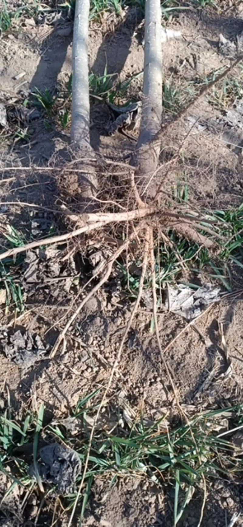 107速生杨，大量供应中，山东临清绿洲苗木种植基地