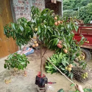 荔枝苗80~100cm桂味，无子荔枝，妃子笑