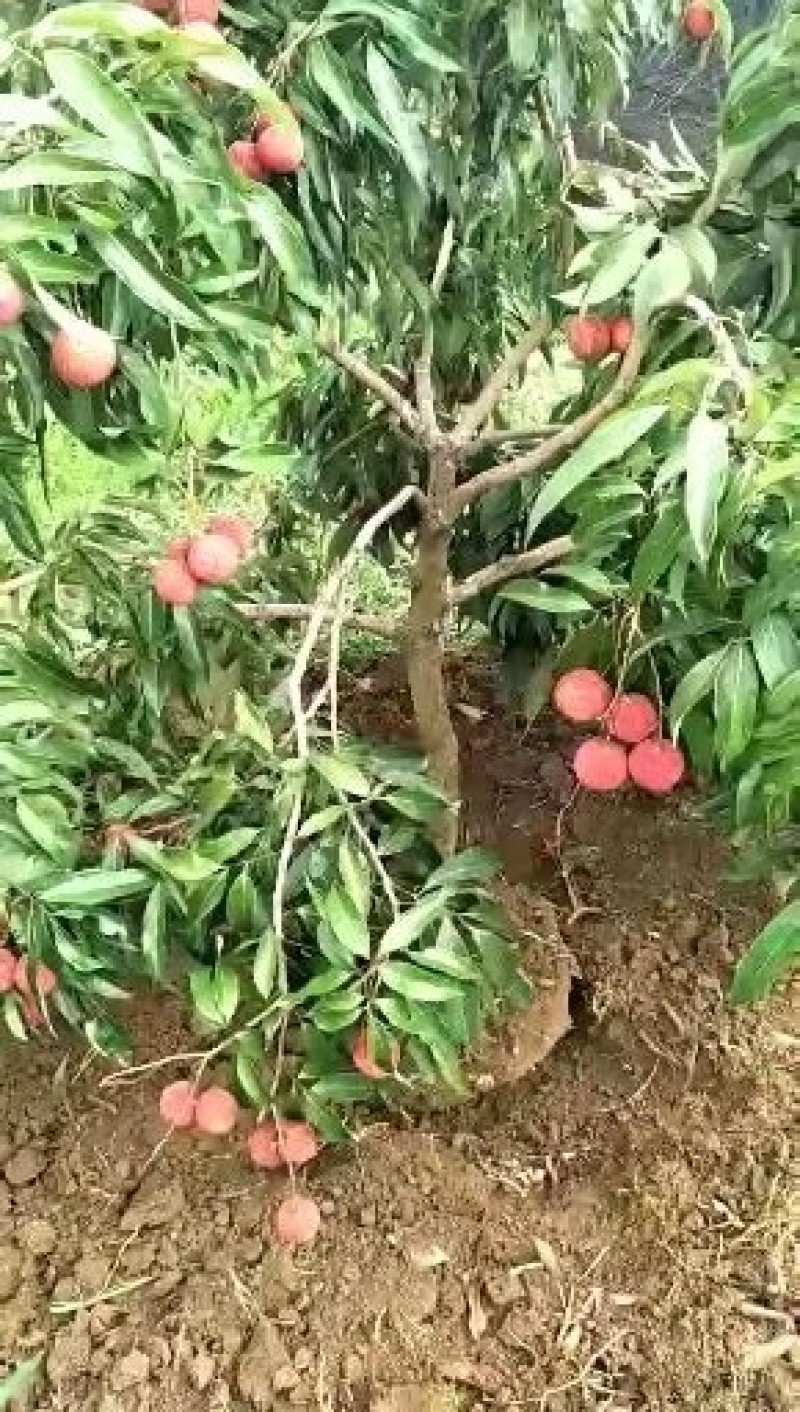 荔枝苗80~100cm桂味，无子荔枝，妃子笑