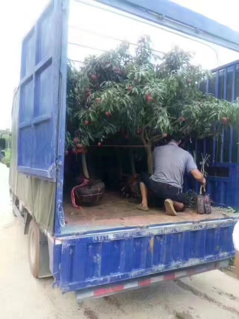 荔枝苗80~100cm桂味，无子荔枝，妃子笑