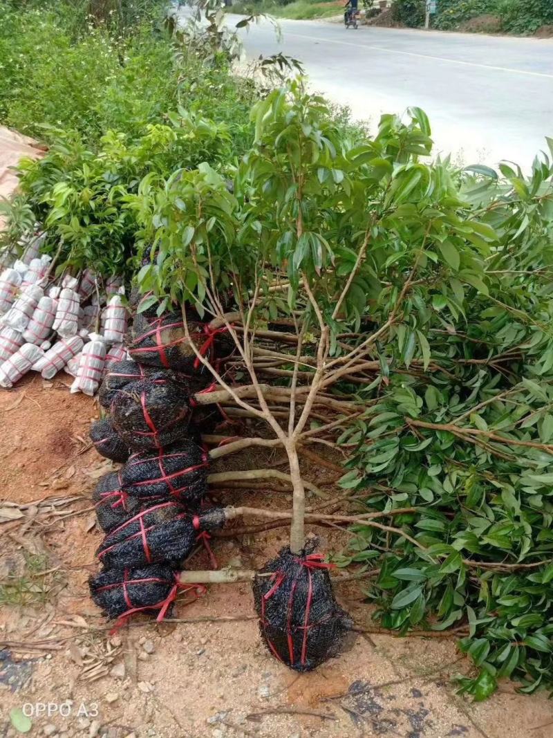 荔枝苗80~100cm桂味，无子荔枝，妃子笑