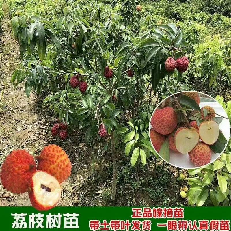 荔枝苗80~100cm桂味，无子荔枝，妃子笑