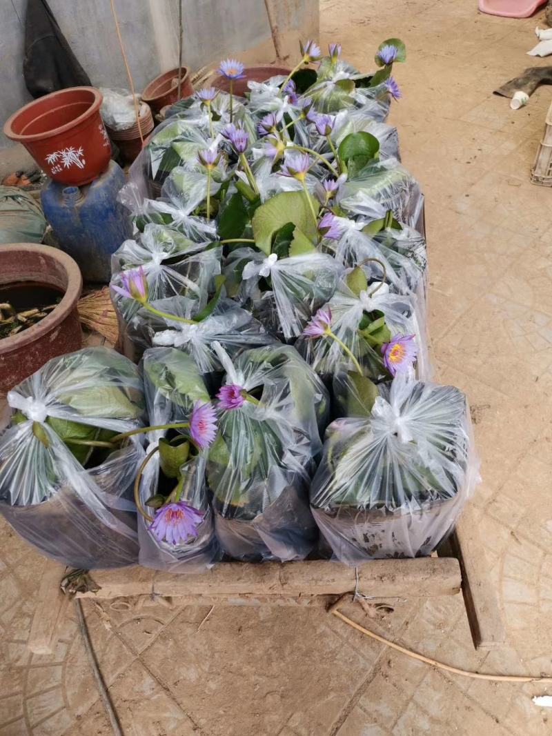 睡莲，基地直销，常年销售各种绿化苗木。