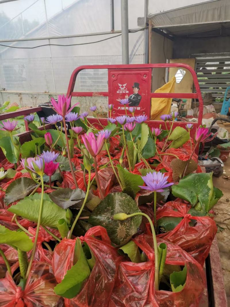 睡莲，基地直销，常年销售各种绿化苗木。