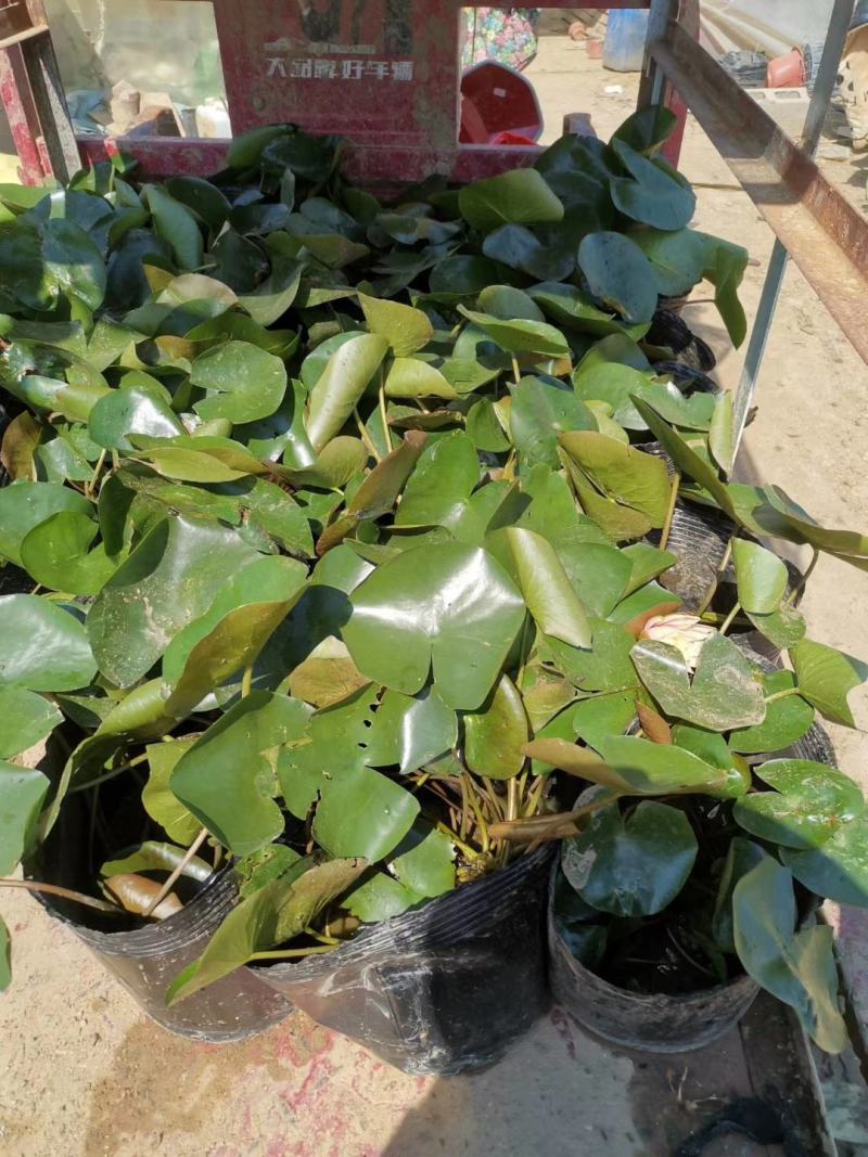 睡莲，基地直销，常年销售各种绿化苗木。
