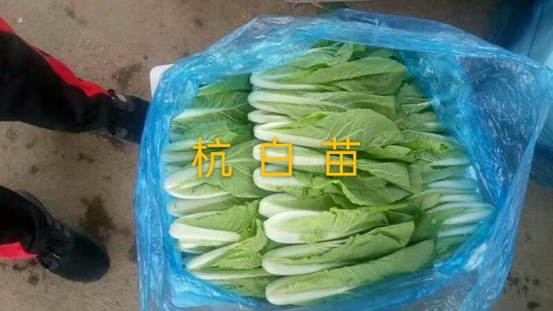 精品杭白菜水白苗产地直供新鲜靓丽欢迎合作