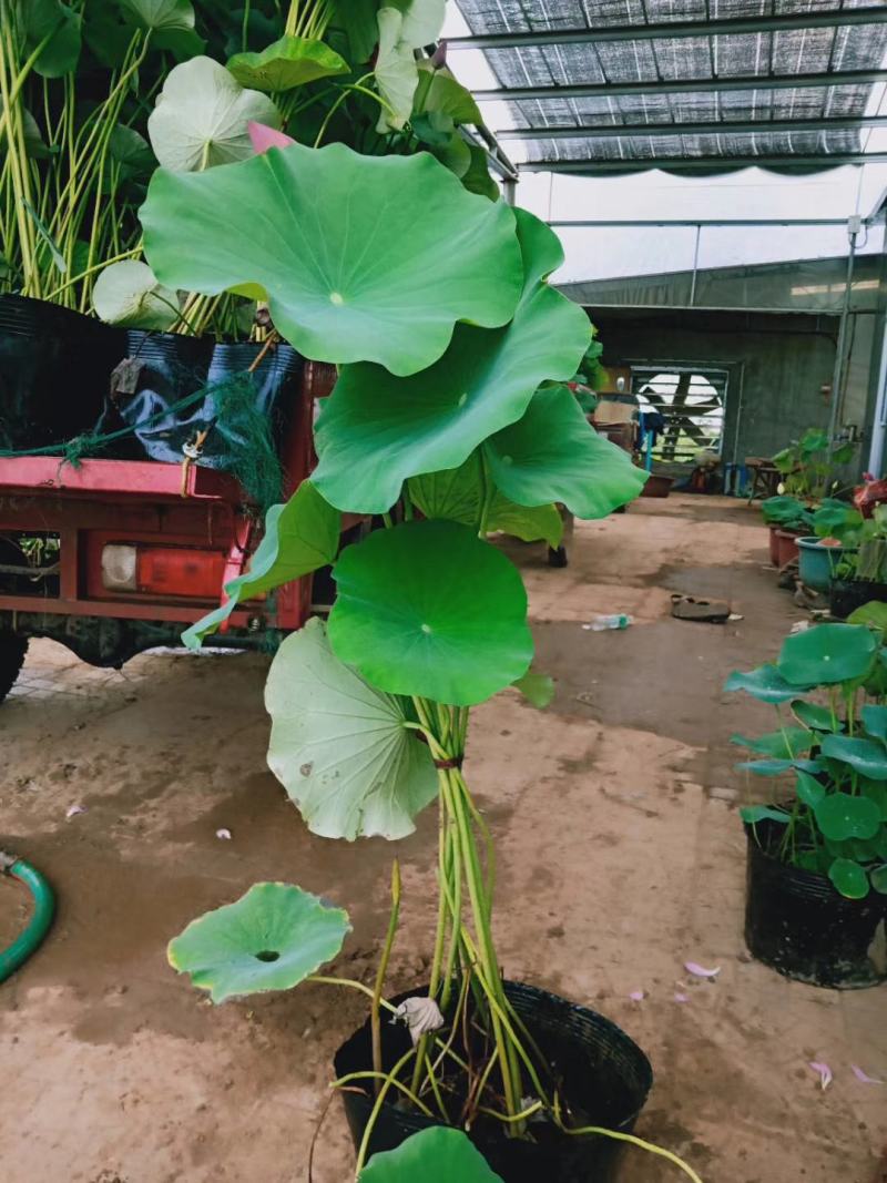 荷花，基地直销，常年供应各种绿化苗木