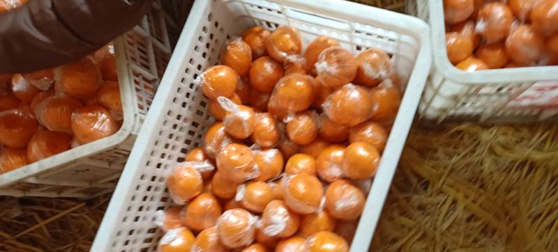 【热卖】湖南湘西碰柑汁多肉厚产地直发量大从优欢迎致电