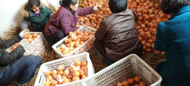 【热卖】湖南湘西碰柑汁多肉厚产地直发量大从优欢迎致电