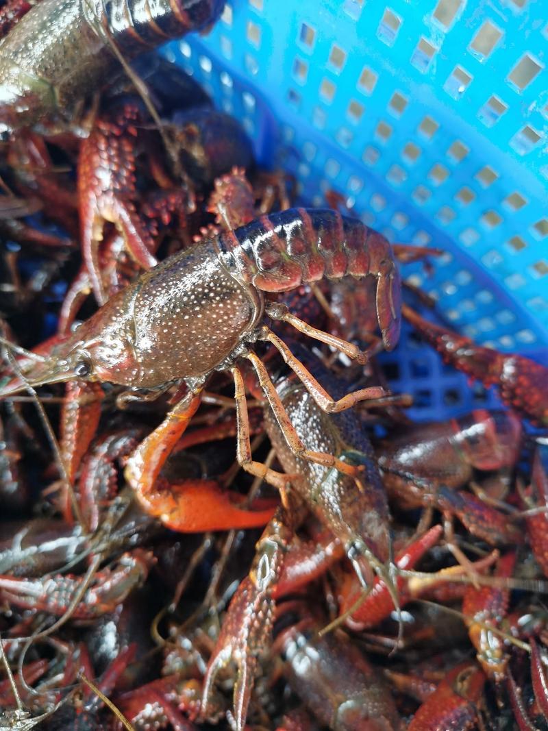 精品空壳红虾、一手货源、硬规格、货源充足量大从优