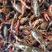 精品空壳红虾、一手货源、硬规格、货源充足量大从优