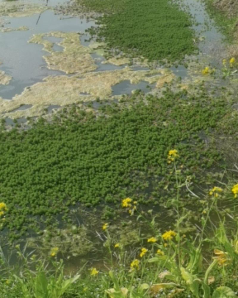 精品种虾抱卵虾、一手货源、2～6规格、货源充足量大从优