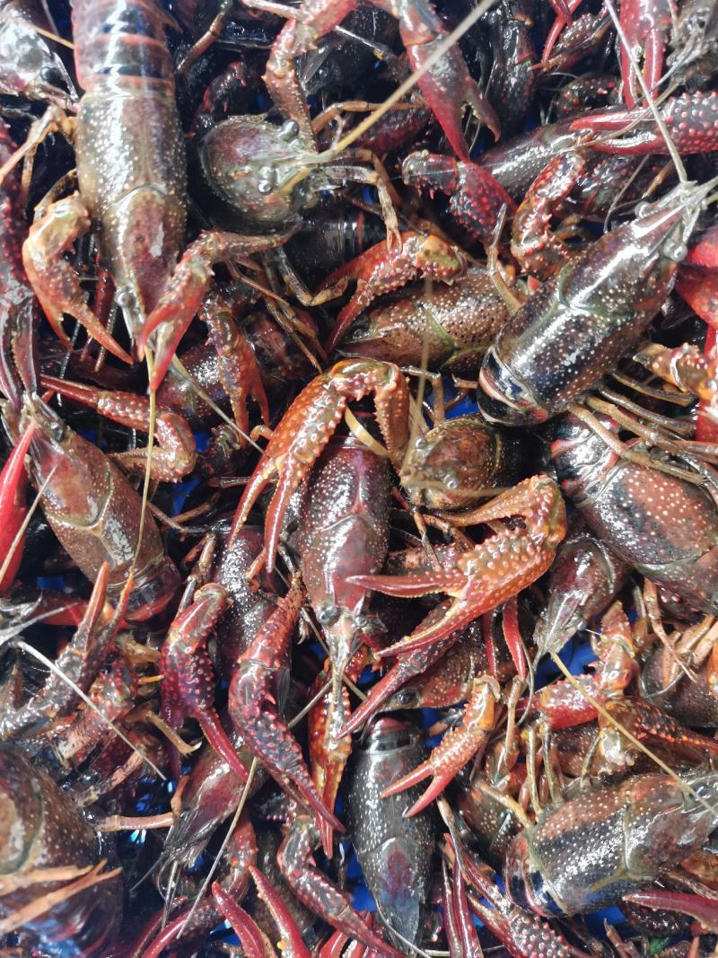 精品种虾抱卵虾、一手货源、2～6规格、货源充足量大从优