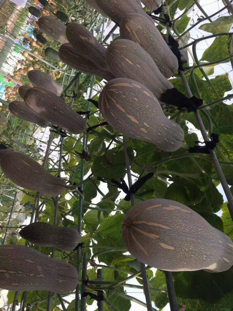 重庆发货全国到大果厚肉密本南瓜金船南瓜种子