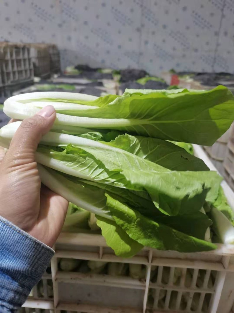 山东曹县万亩蔬菜基地精品大棚小白菜持续上市中欢迎老