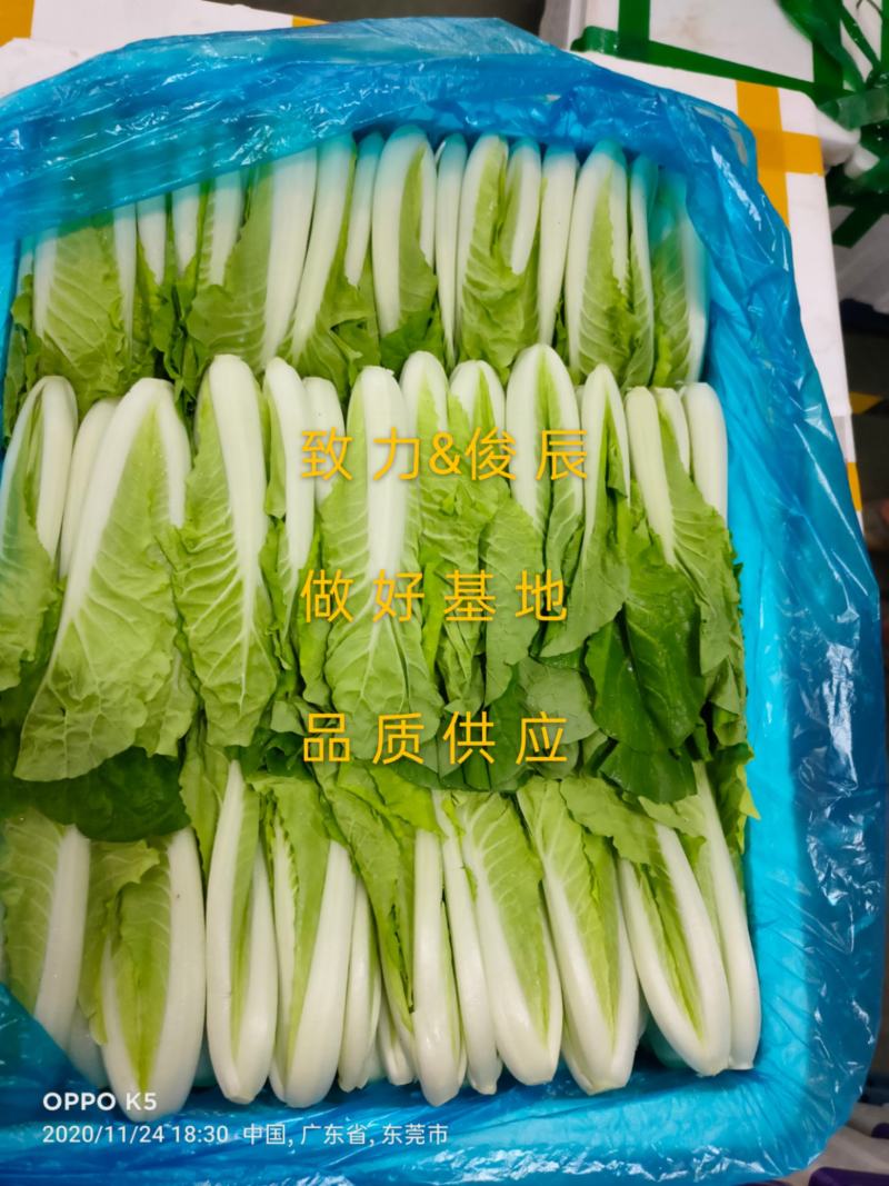 精品杭白菜水白苗产地直供新鲜靓丽欢迎合作
