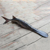 湖北荆州鸭嘴鱼，小龙虾黑鱼