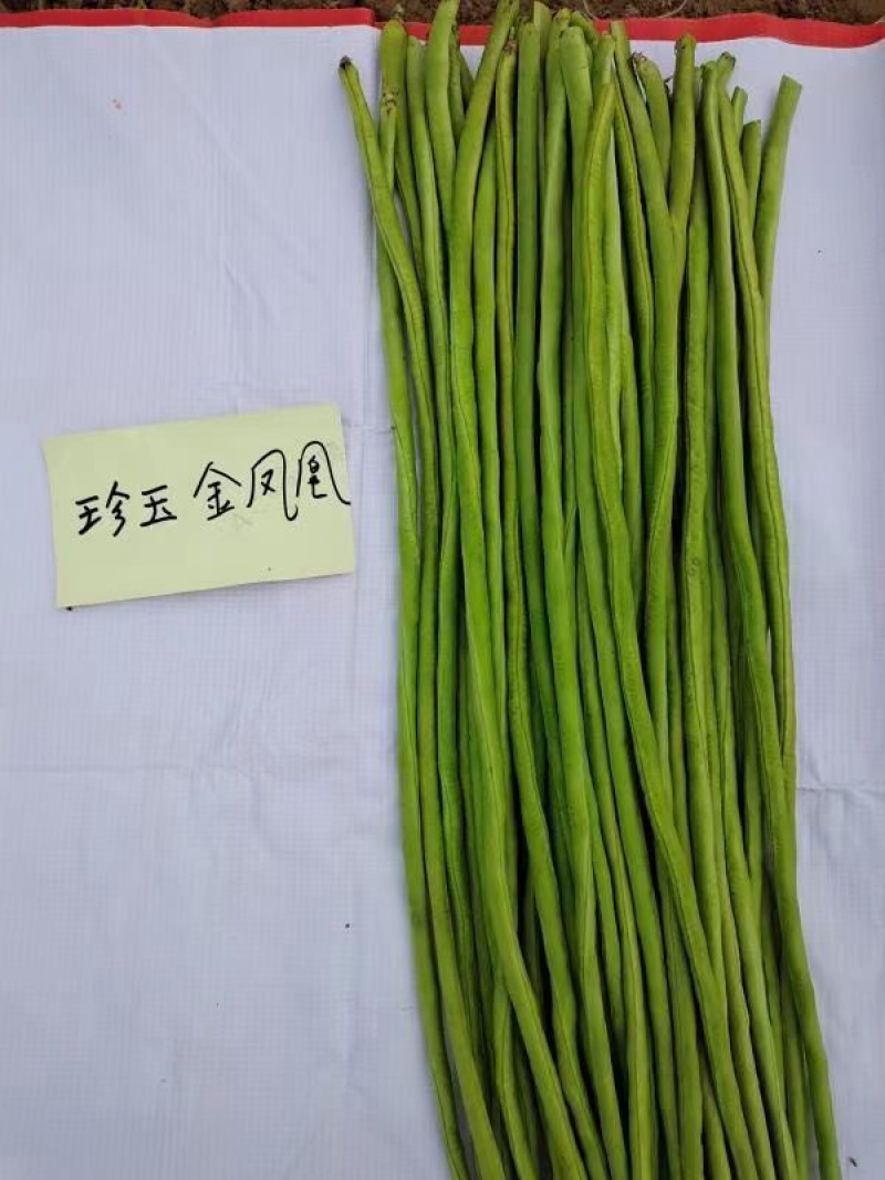 翠绿油绿长豆角豇豆种子珍玉金凤凰条长90厘米不鼓籽