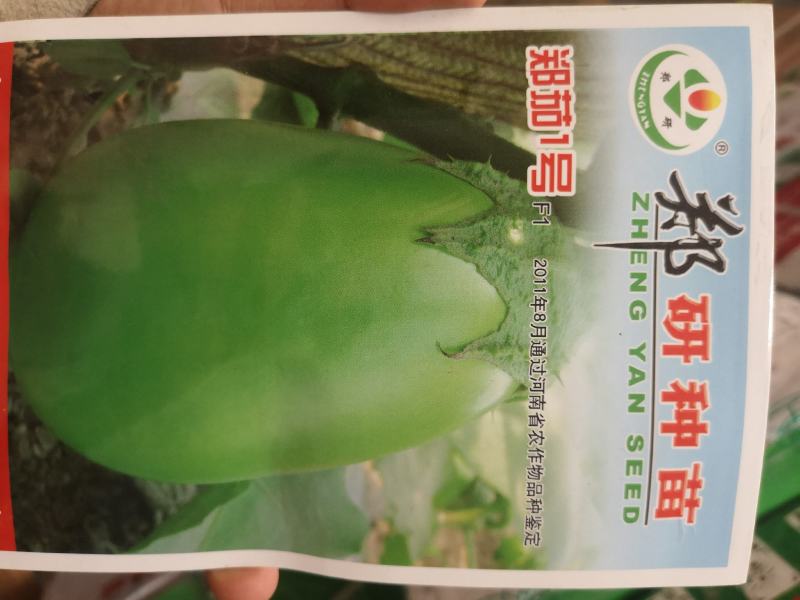 绿茄子种子绿茄果大肉嫩，色绿抗病商品性好10克