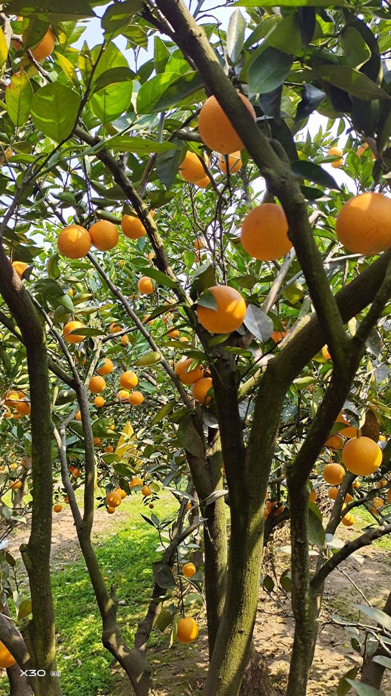 夏橙，口感脆甜爽口，欢迎各位老板前来订货