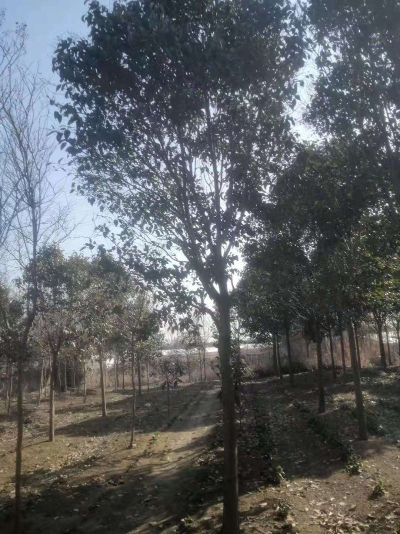 大叶女贞价格多少，江苏盐城大叶女贞种植基地