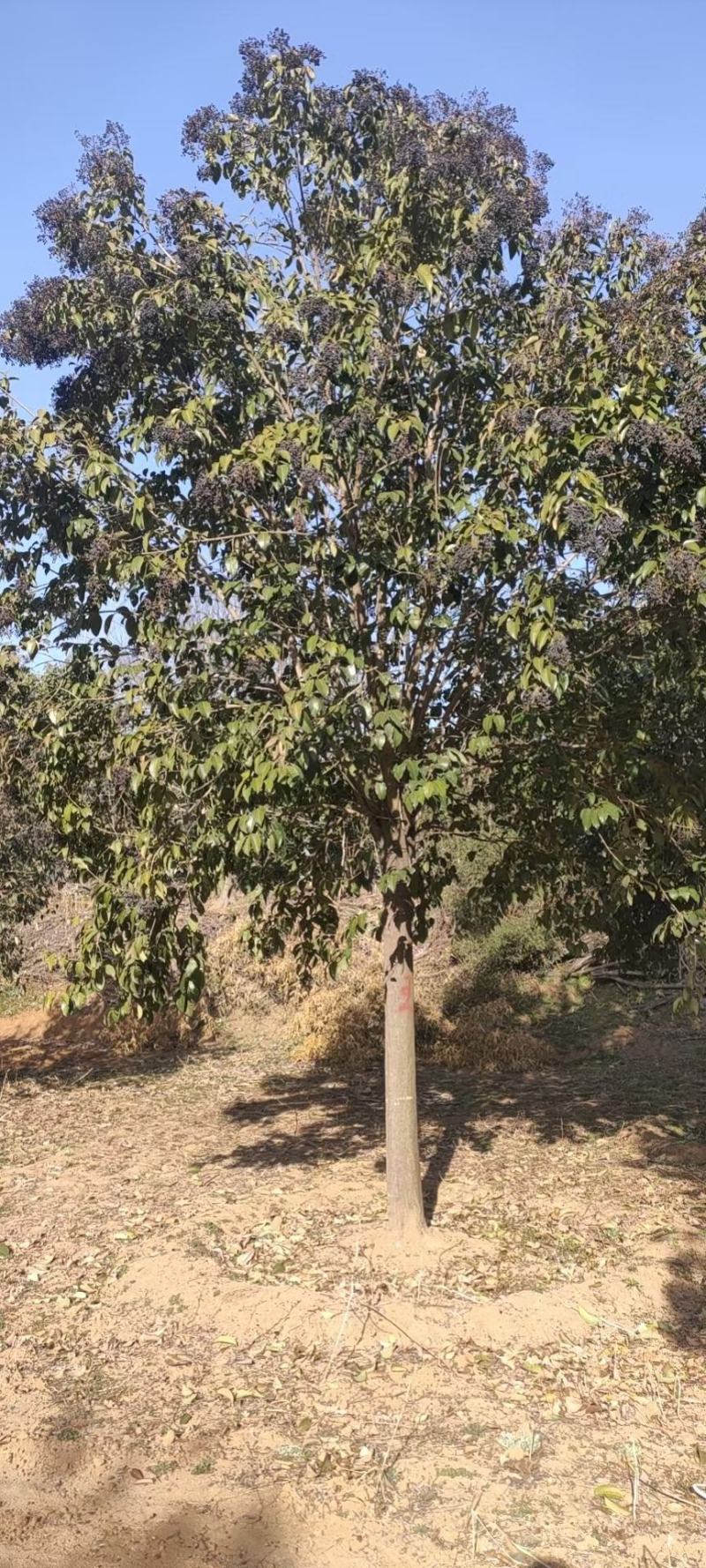 大叶女贞价格多少，江苏盐城大叶女贞种植基地