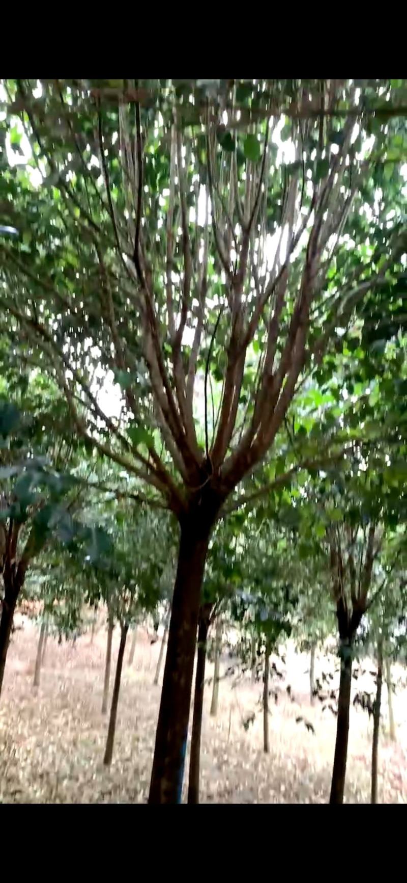 大叶女贞，江苏盐城大叶女贞种植基地销售大叶女贞