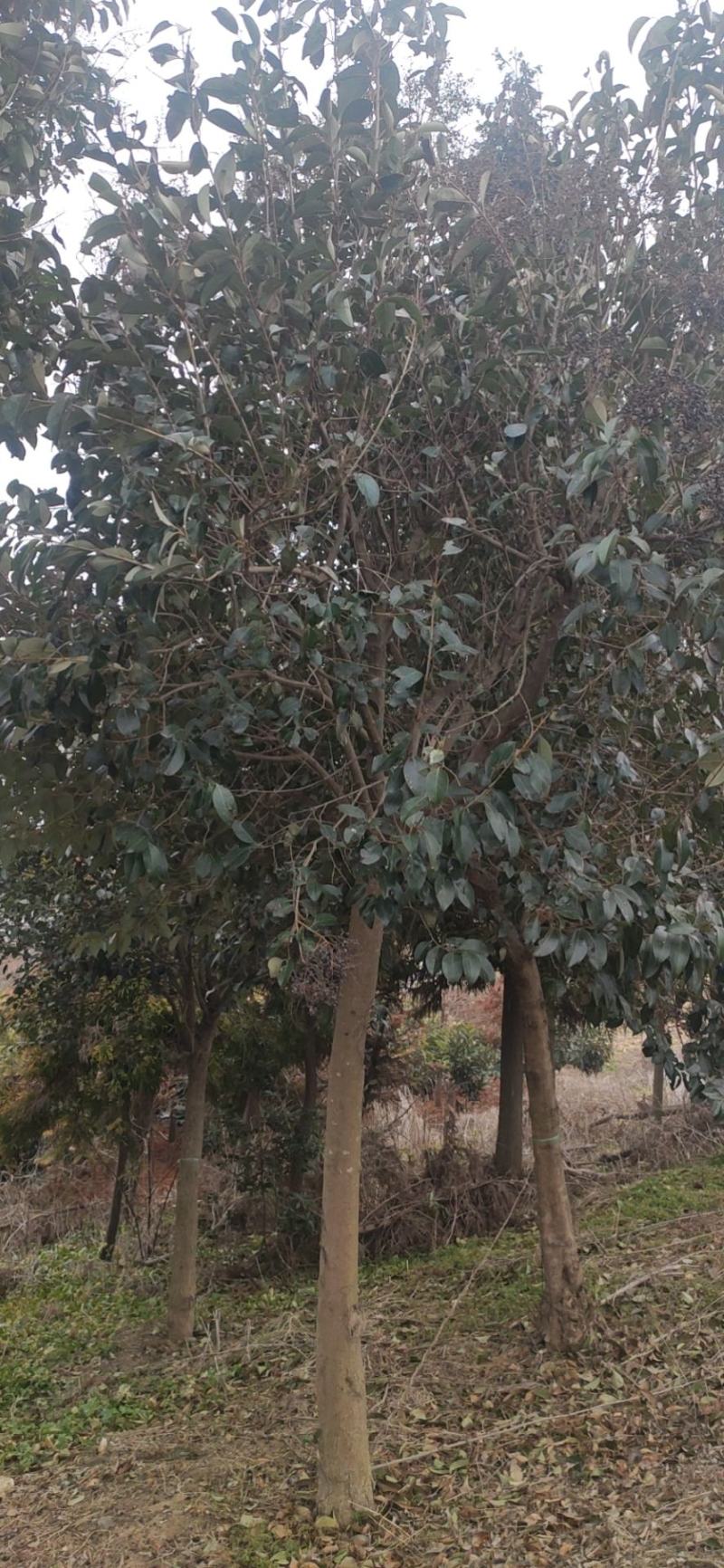 大叶女贞，江苏盐城大叶女贞种植基地销售大叶女贞