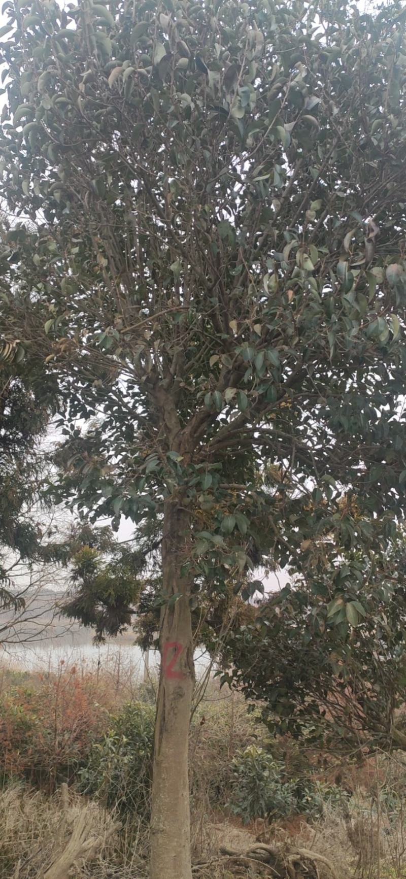 大叶女贞，江苏盐城大叶女贞种植基地销售大叶女贞