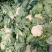 汉中白花菜花，乳白色包的瓷实物美价廉，产地直供日产10万吨