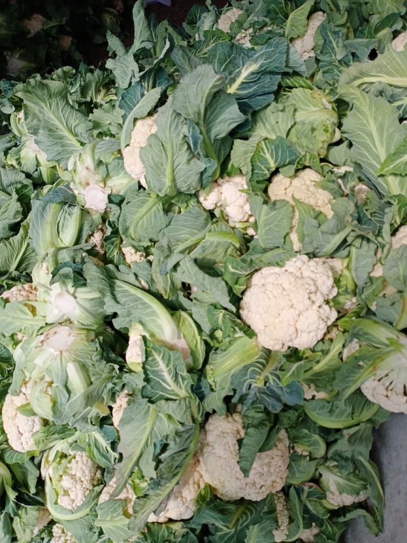 汉中白花菜花，乳白色包的瓷实物美价廉，产地直供日产10万吨
