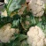 汉中白花菜花，乳白色包的瓷实物美价廉，产地直供日产10万吨