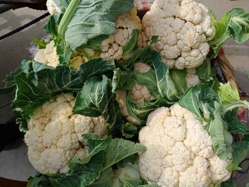 汉中白花菜花，乳白色包的瓷实物美价廉，产地直供日产10万吨
