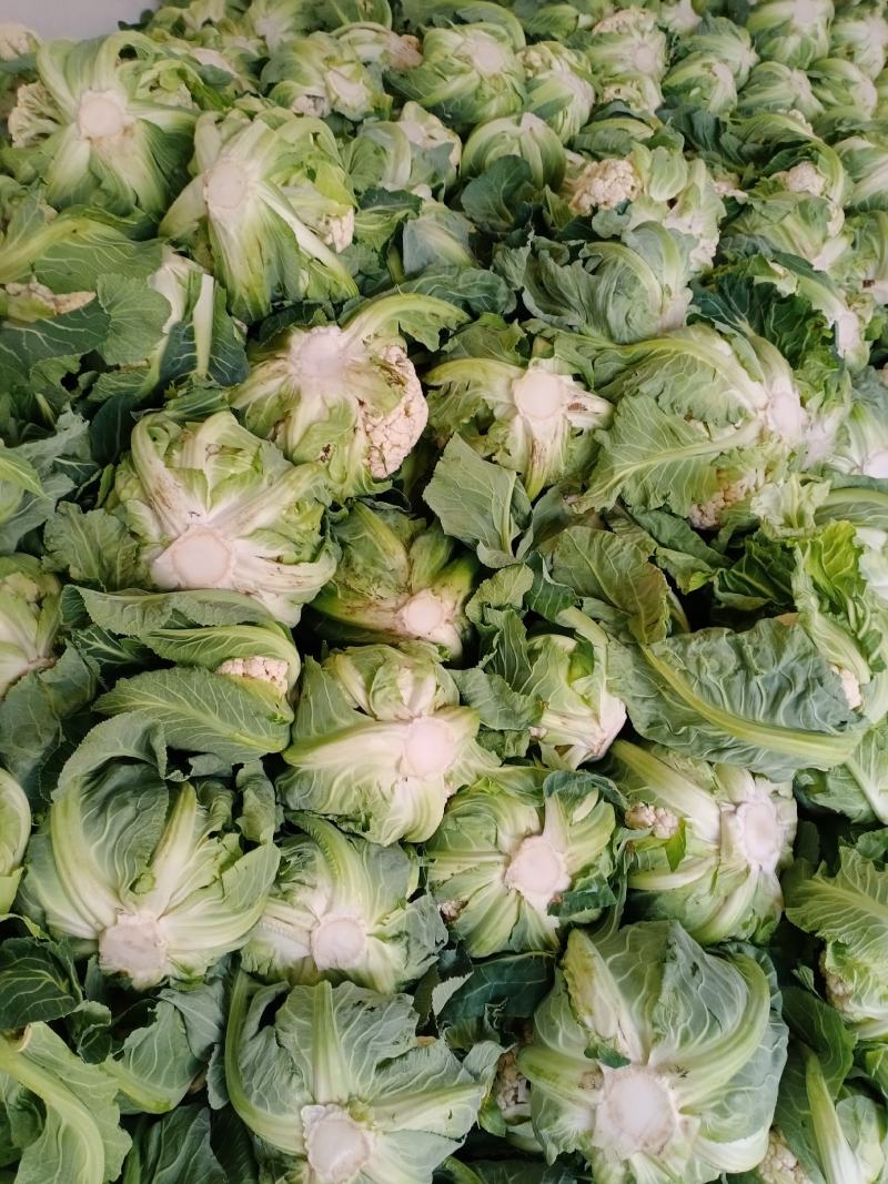 汉中白花菜花，乳白色包的瓷实物美价廉，产地直供日产10万吨