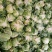 汉中白花菜花，乳白色包的瓷实物美价廉，产地直供日产10万吨