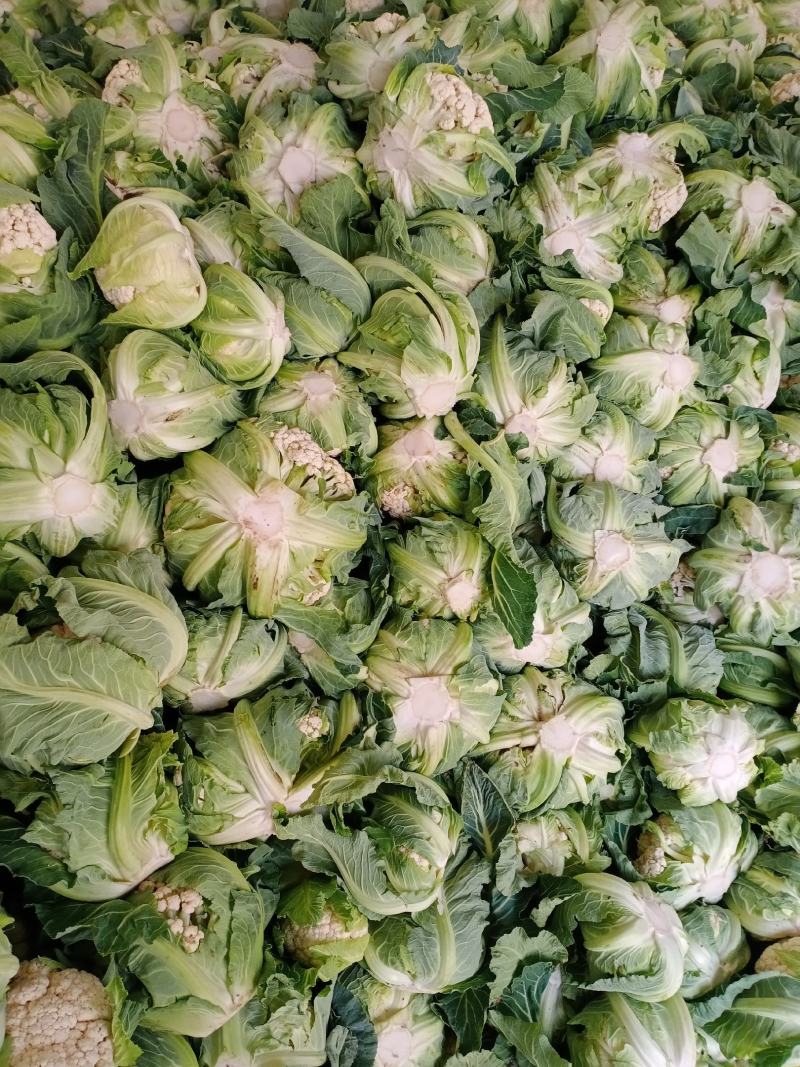 汉中白花菜花，乳白色包的瓷实物美价廉，产地直供日产10万吨