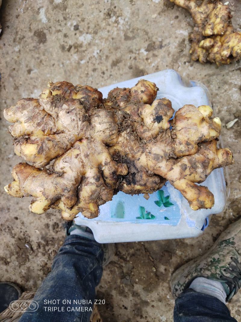 种姜二黄姜种正宗丹棱本地货装车物流一条龙，诚信经营，