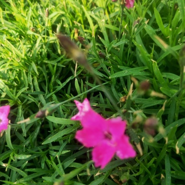 欧石竹粉贝#常年开花，冬天长绿（俗称开花机器）