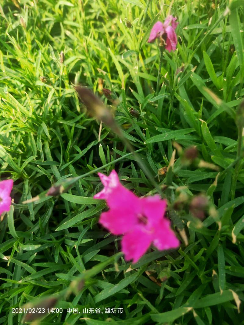 欧石竹粉贝#常年开花，冬天长绿（俗称开花机器）