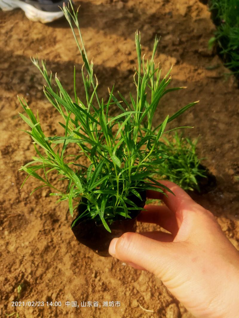欧石竹粉贝#常年开花，冬天长绿（俗称开花机器）