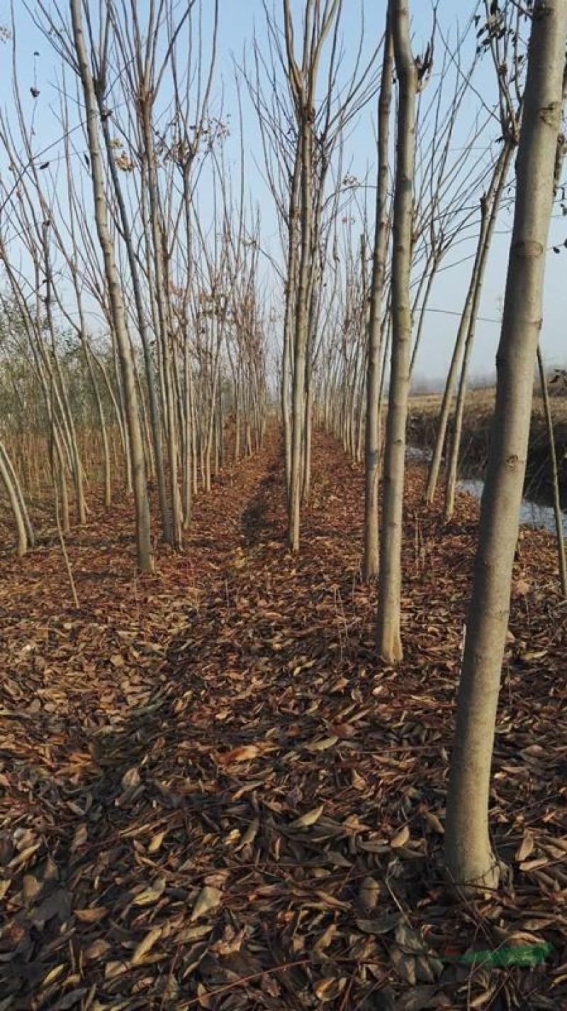 重阳木，盐城重阳木，5到12公分重阳木种植300亩