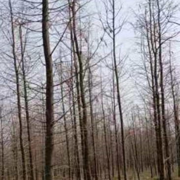 中山杉，盐城中山杉苗圃大量种植中山杉水杉苗池杉落羽杉