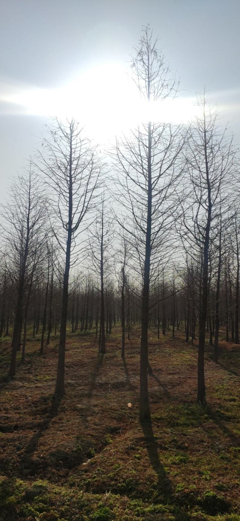 中山杉，盐城中山杉苗圃大量种植中山杉水杉苗池杉落羽杉